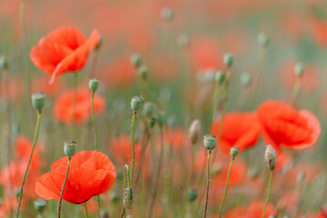 Naklejka premium Poppy flowers in the field