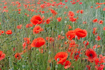 Poppy flowers in the field