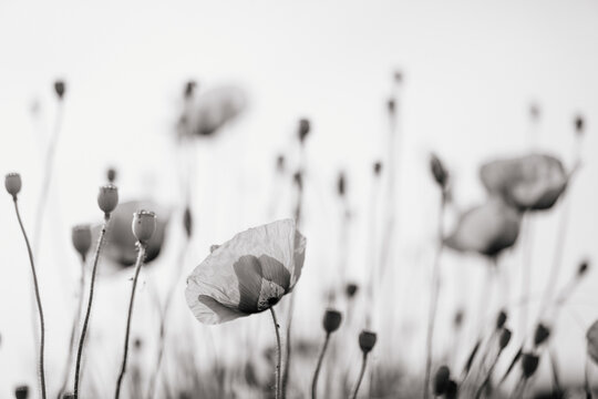 Poppy flowers against the sky, black and white image