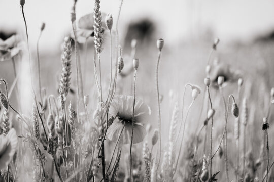 Poppy flowers against the sky, black and white image
