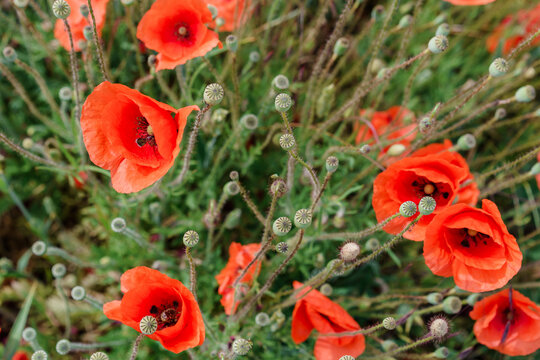 Poppy flowers in the field © Cavan