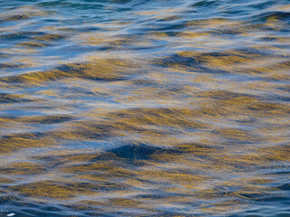 Seaweed, Isles of Scilly, Cornwall, England.