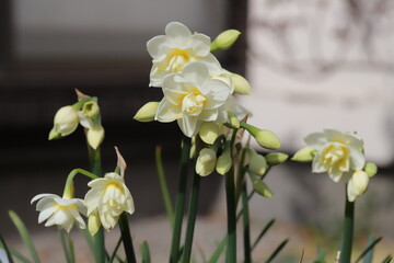 Obraz premium 日本の春の庭に咲く八重咲きのフサザキスイセンの花