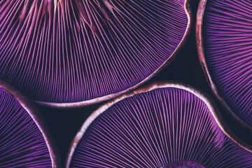 background texture of mushrooms purple lepista close-up top view - 635343804