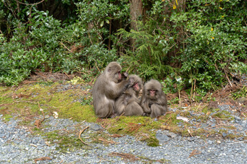 The path between Kigen Sugi and Yodogawa Ascent in Yakushima