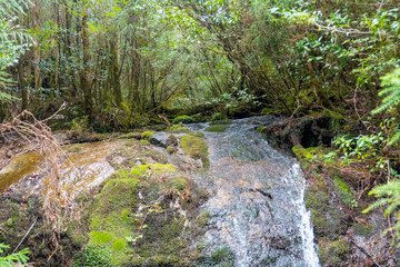 The path between Kigen Sugi and Yodogawa Ascent on Yakushima Island