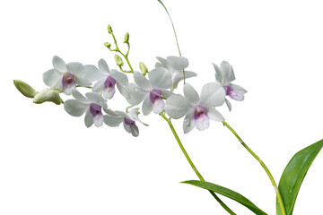 Naklejka na ściany i meble Beautiful orchid flower with isolated on white background and natural background. Bouquet of purple and white.