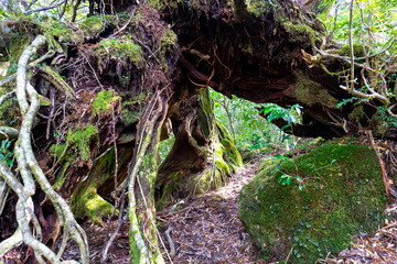 Fototapeta premium The view from the Yodogawa trailhead to the Yodogawa hut on Yakushima Island