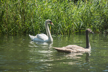 rodzina łabędzi pływająca w słoneczny dzień na tle szuwarów © siwyk