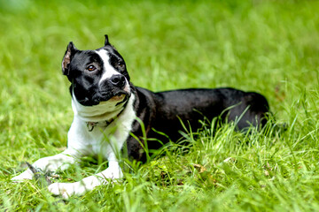 American Staffordshire Terrie