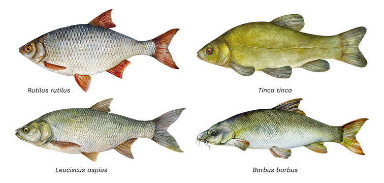 Watercolor set of fish: Rutilus rutilus (roach), Tinca tinca (tench), Leuciscus aspius (asp), Barbus barbus (common barbel). Hand drawn fish illustration isolated on white background.