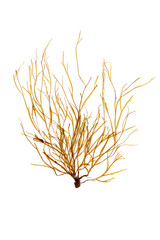 Obraz premium Dictyota dichotoma implexa brown seaweed isolated on white