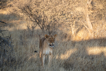 Naklejka na ściany i meble a large lion searching for prey in the grasslands of the Kalahari Desert in Namibia.
