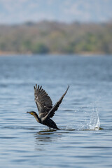 Naklejka premium Birds in a Lake in Akagera National Park Ruanda, Africa