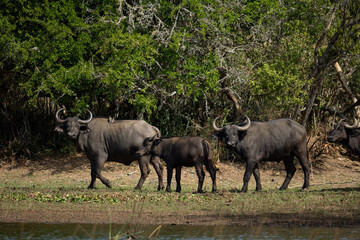 Naklejka na ściany i meble Bulls in Akagera National Park Ruanda, Africa