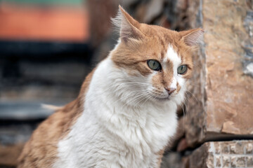 close up of a cat, greece, grekland, mediterranean, EU,summer, Mats, alonisoss