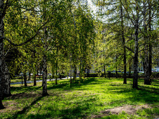 bright fresh green lawn in the city park in spring - 635352245