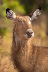 Gem in Akagera national park Ruanda