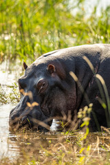 Hippos in Akagera national park Ruanda