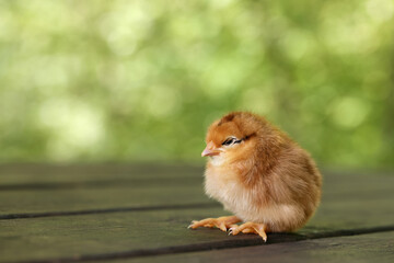 Cute chick on wooden surface outdoors, closeup with space for text. Baby animal