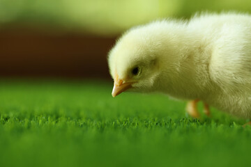 Cute chick on green artificial grass outdoors, closeup with space for text. Baby animal