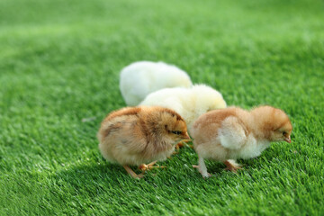 Many cute chicks on green artificial grass outdoors, closeup. Baby animals