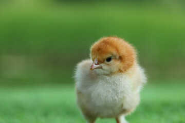 Cute chick on blurred background outdoors, closeup. Baby animal