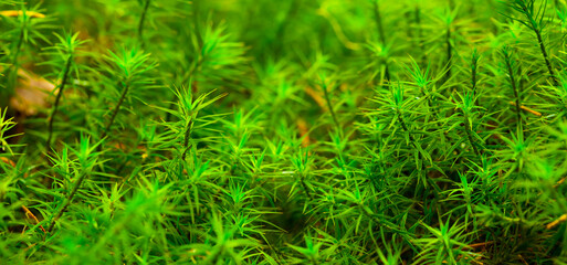 closeup green moss  on forest glade, beautiful macro plant background