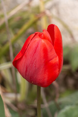 Red tulip flower - 635355485