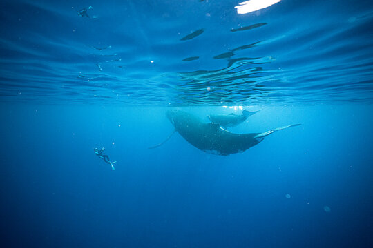 Photographer is taking pictures of whales in the ocean near Moorea