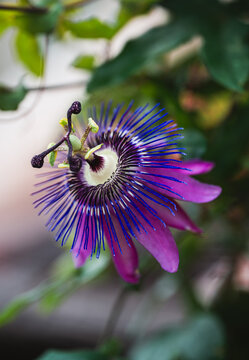 Close up of purple passion flower blooming on a vine in summer.