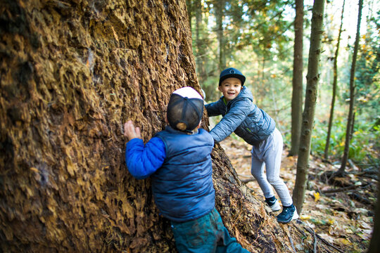Teo young boys playing, climbing on large tree, bark.