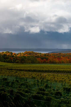 Vertical image of dramatic clouds above vineyard and fall foliage