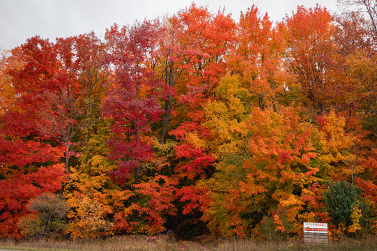 Brightly colored fall foliage with sign that reads firewood