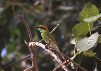 Asian green bee-eater on scared fig tree.
