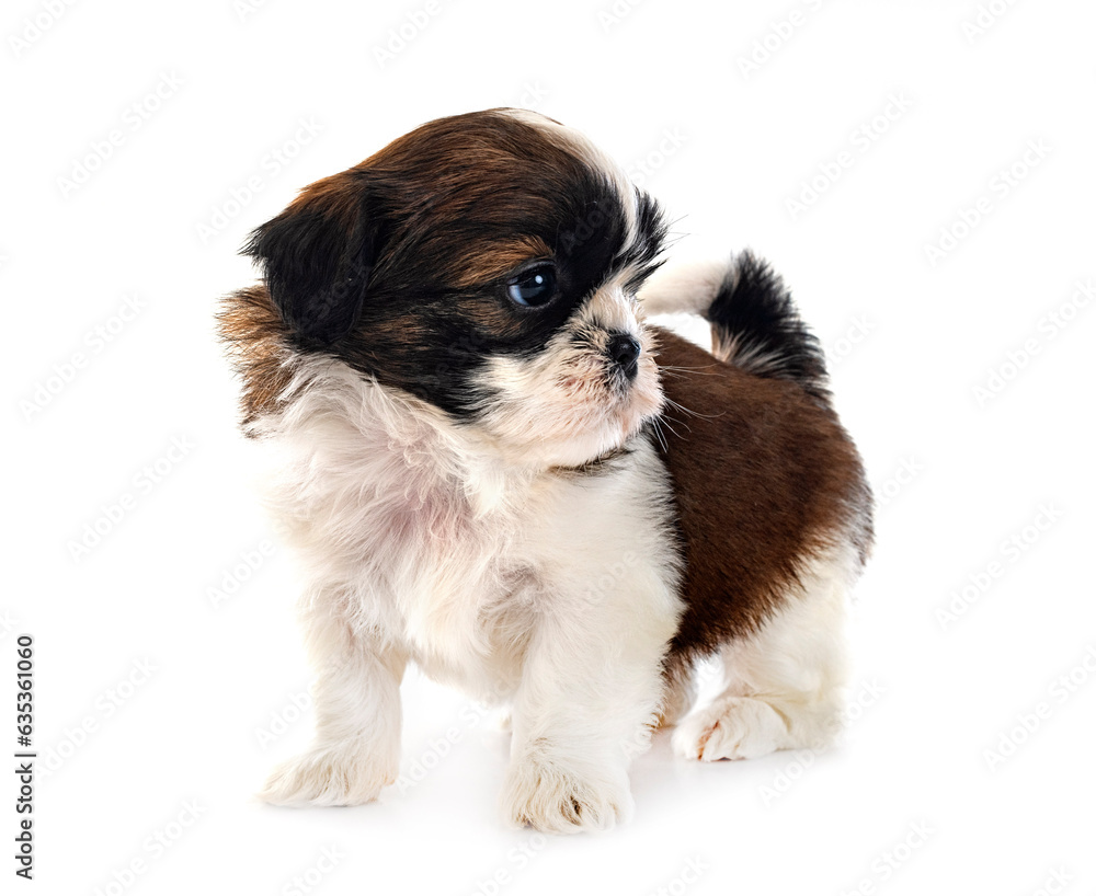 Sticker puppy Shih Tzu in studio