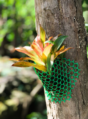 flowers in the garden