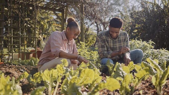 Happy young black man and women tending to leaf vegetables in flowerbed of organic garden
