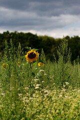 Sunflower field with grey clouds in background