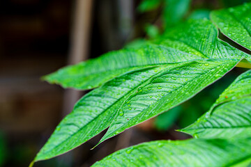 Small water droplets caused by rainwater on a green wooden stick.