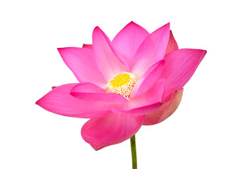 pink lotus flower