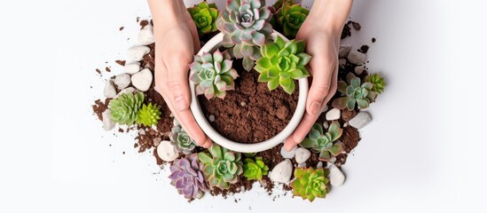 Repotting succulent Echeveria in ceramic pot with drainage rocks white background