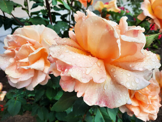 Wet tea roses