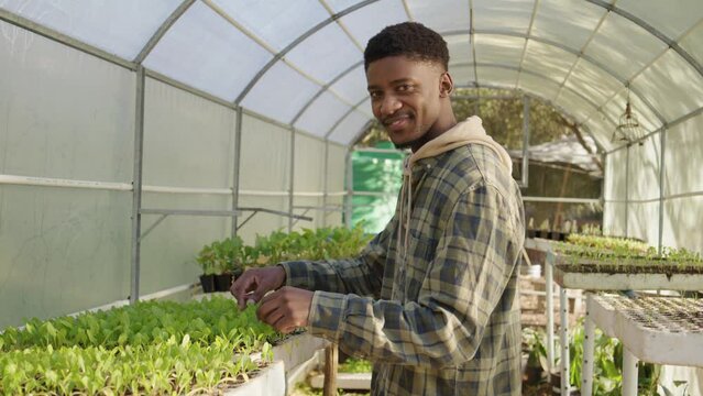 Young black man in checked shirt smiling while tending to organic vegetable garden in greenhouse