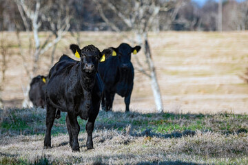 Black Angus heifers in January pasture