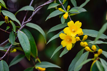 Close up of yellow jasmine blooming in February