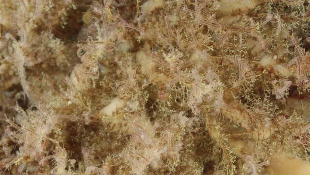 Colony of skeleton shrimps Caprella sp., order Amphipoda. Omnivorous, feeding on diatoms, detritus, protozoans, and crustacean larvae. White sea