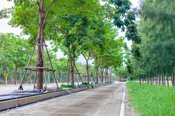 road in the park