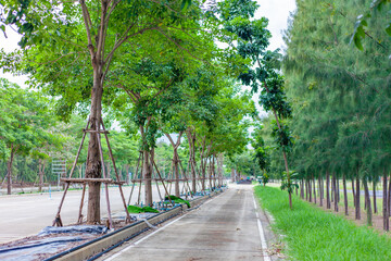 Obraz premium path in the park