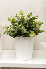 Home decorative plant in the room